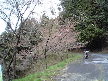 2006年4月12日、桜