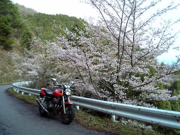 2006年4月12日、桜