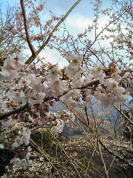 2006年4月12日、桜