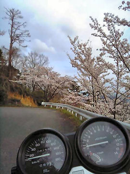 2006年4月12日、桜